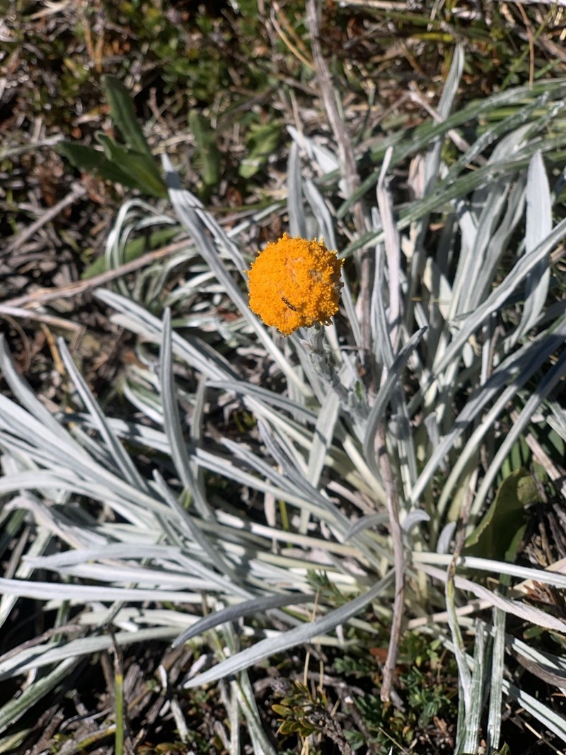 Craspedia gracilis