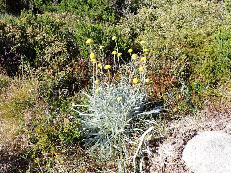 Craspedia gracilis photo 2