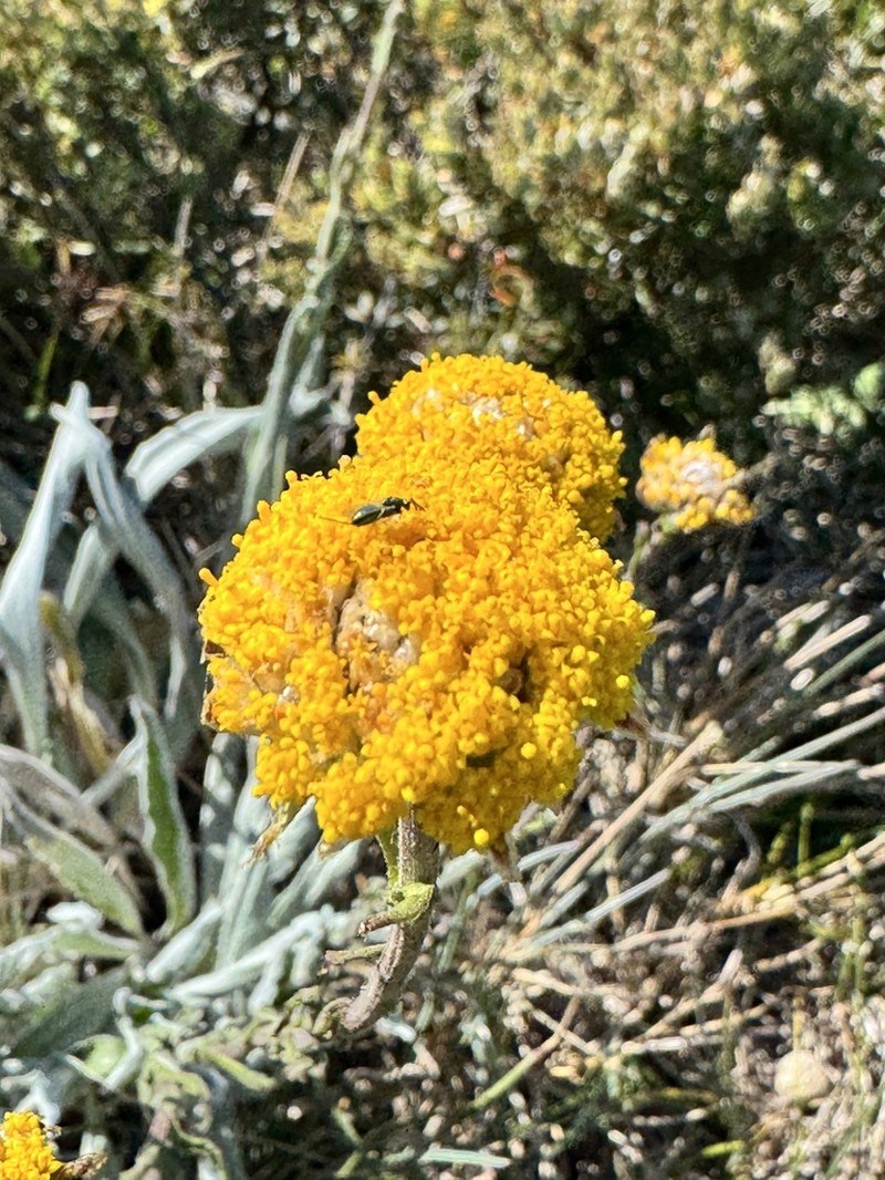 Craspedia gracilis photo 3