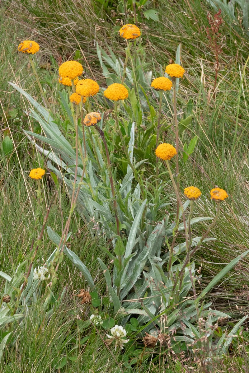Craspedia gracilis photo 4