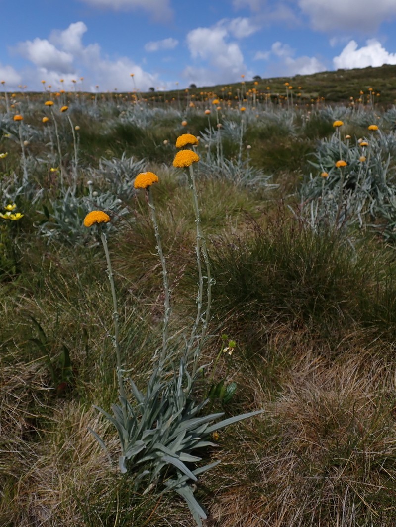 Craspedia gracilis photo 5
