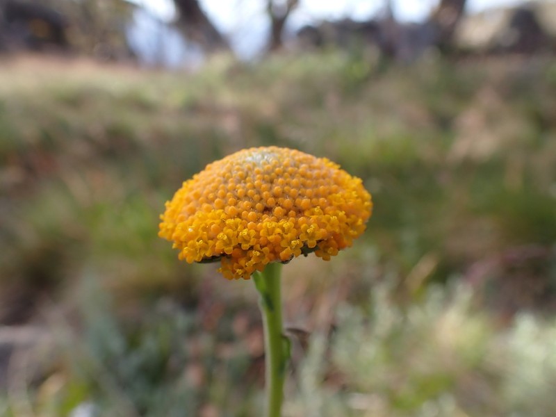 Craspedia gracilis photo 6