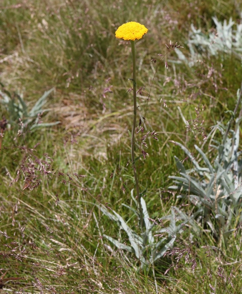 Craspedia gracilis photo 7