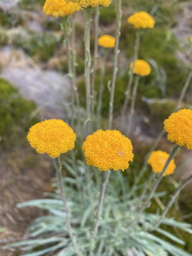 Craspedia gracilis photo 8