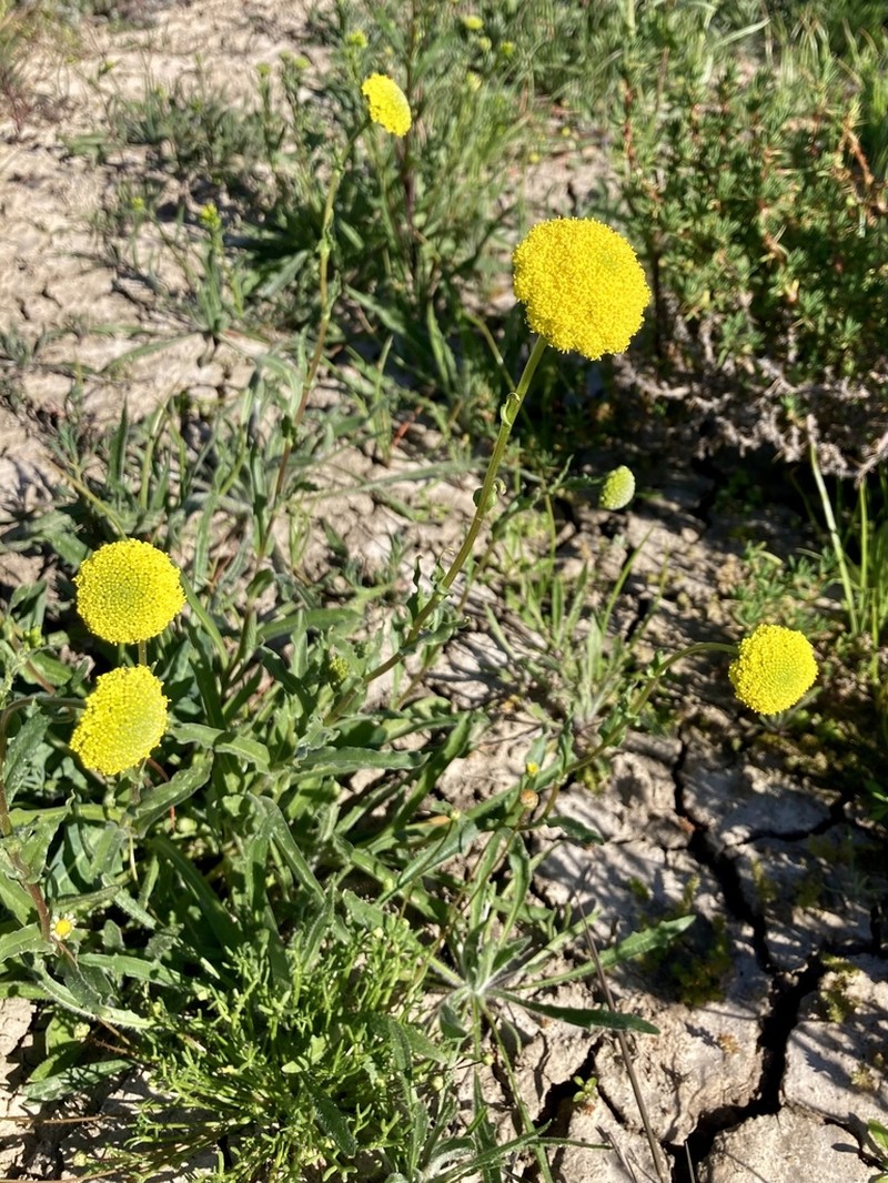Craspedia haplorrhiza