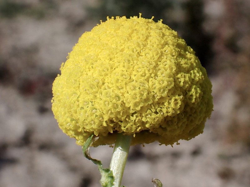 Craspedia haplorrhiza photo 2