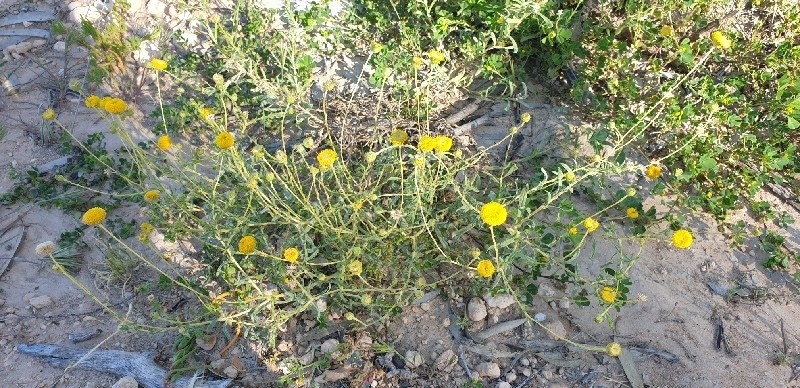 Craspedia haplorrhiza photo 3