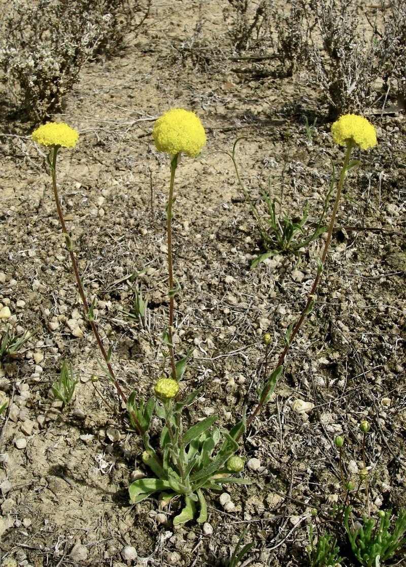 Craspedia haplorrhiza photo 4