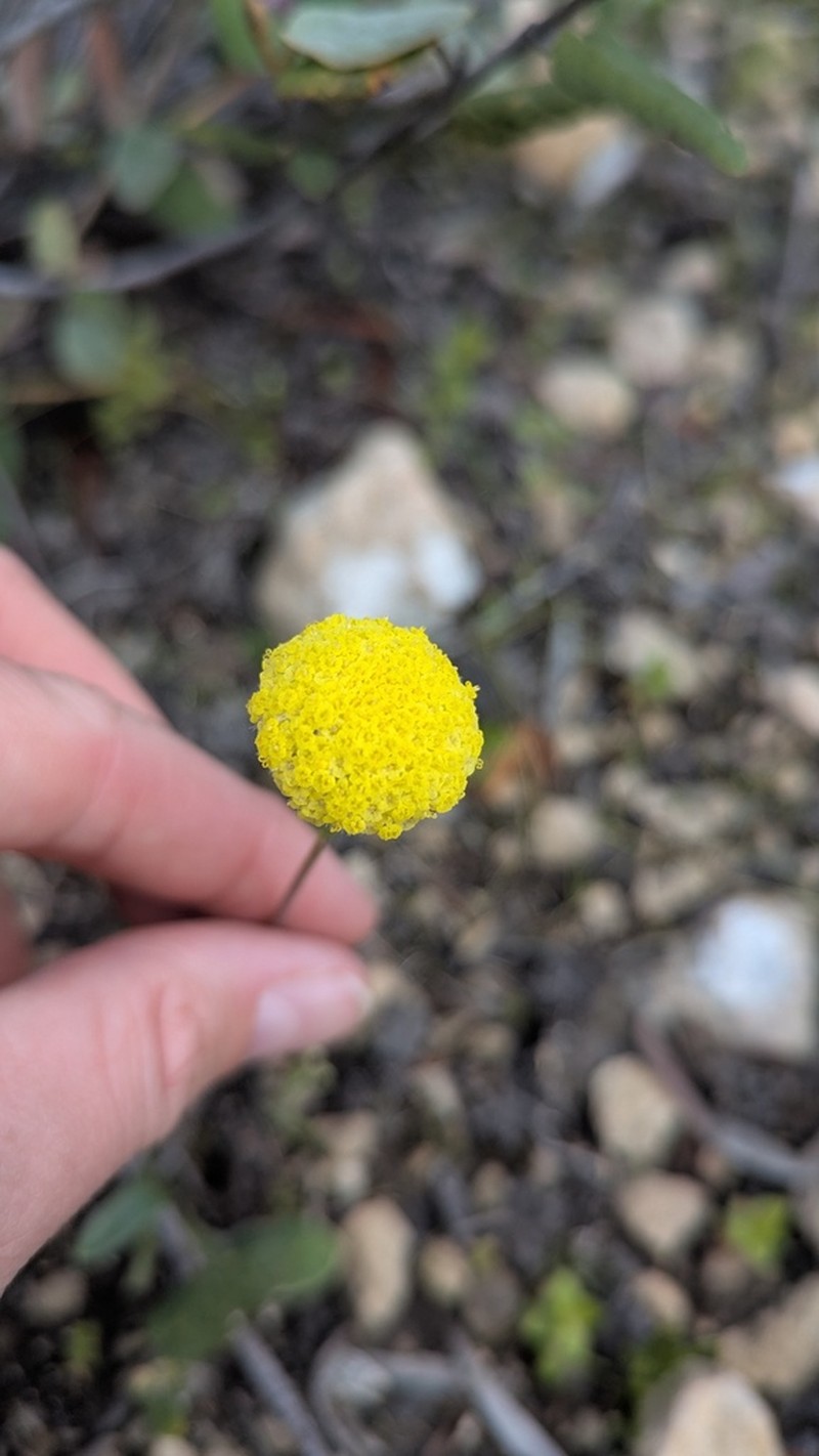 Craspedia haplorrhiza photo 6