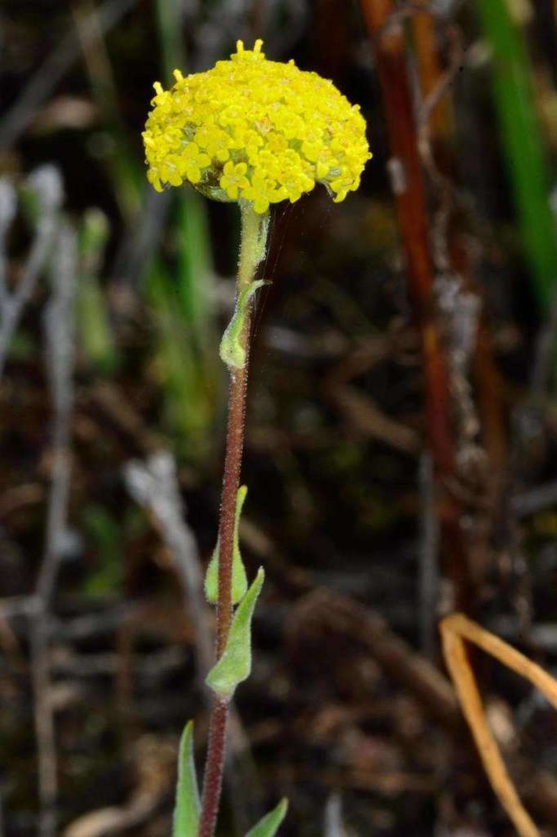 Craspedia haplorrhiza photo 7