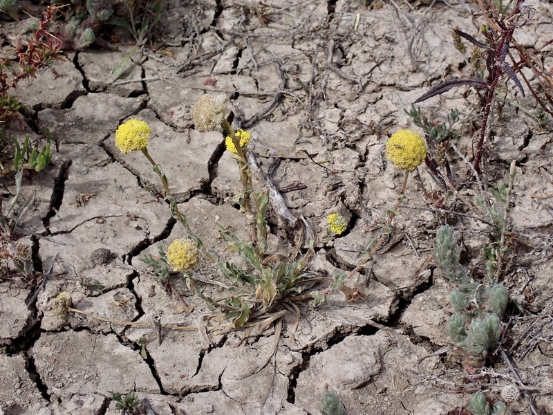 Craspedia haplorrhiza photo 8