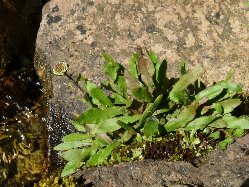 Craspedia huriawa
