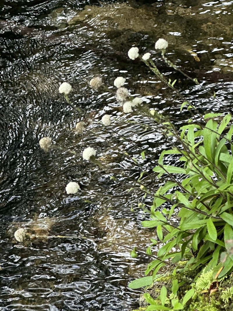 Craspedia huriawa photo 3