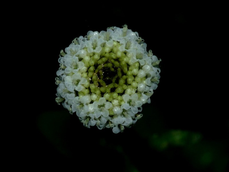 Craspedia huriawa photo 7