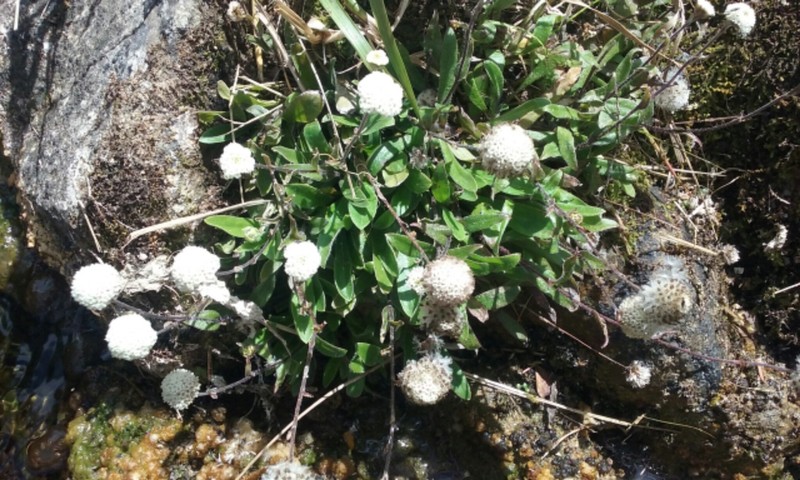 Craspedia huriawa photo 8