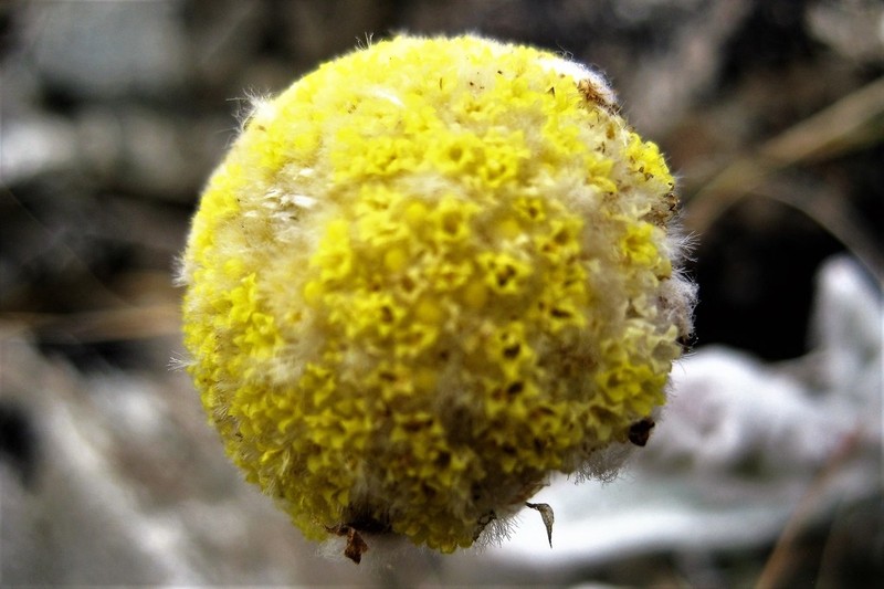Craspedia incana photo 6