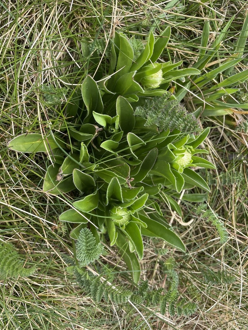 Craspedia lamicola