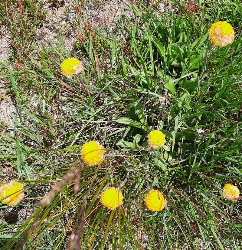 Craspedia lamicola photo 3