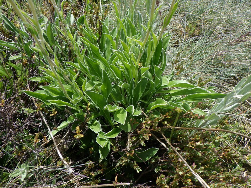 Craspedia lamicola photo 5