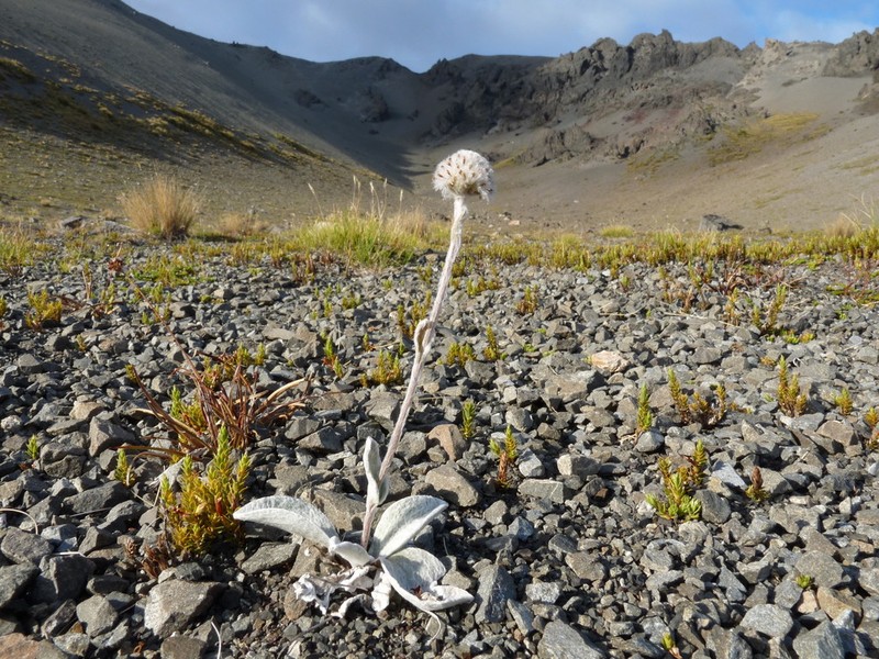 Craspedia lanata