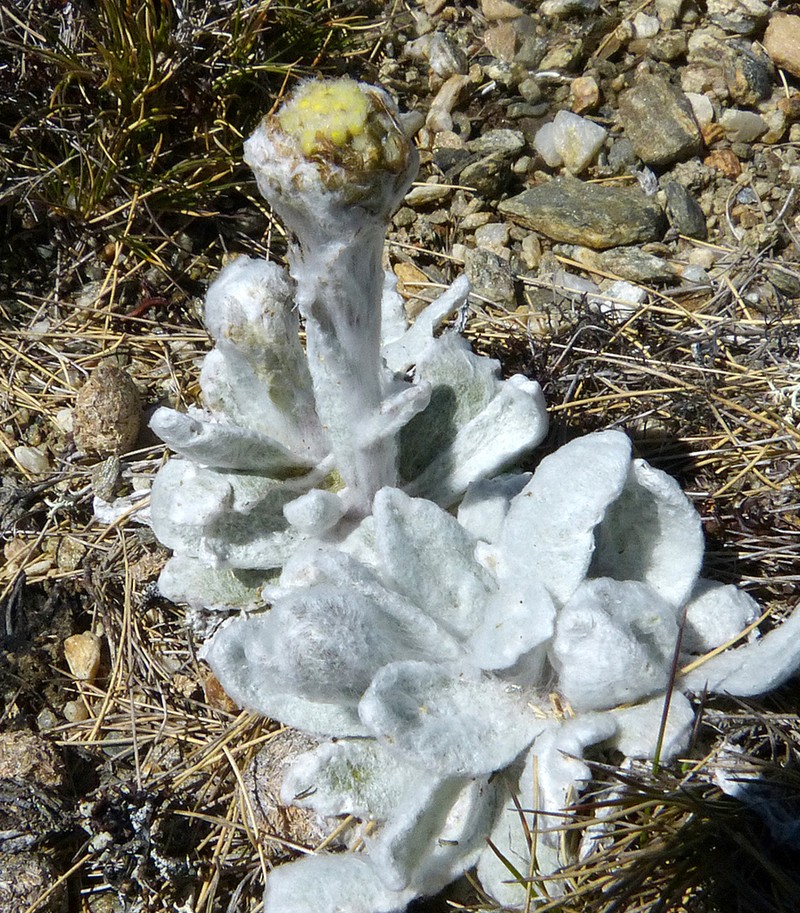Craspedia lanata photo 2