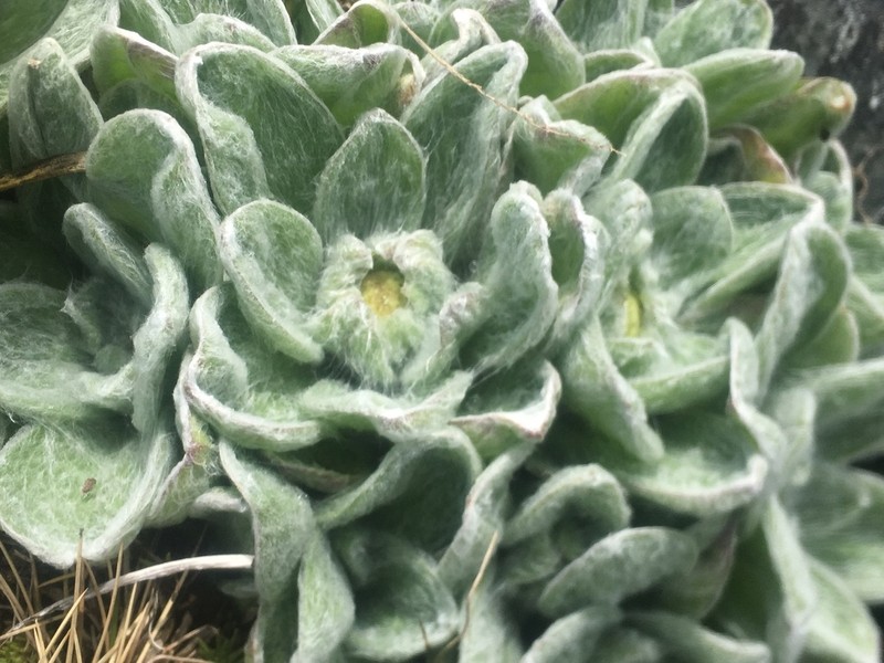 Craspedia lanata photo 4