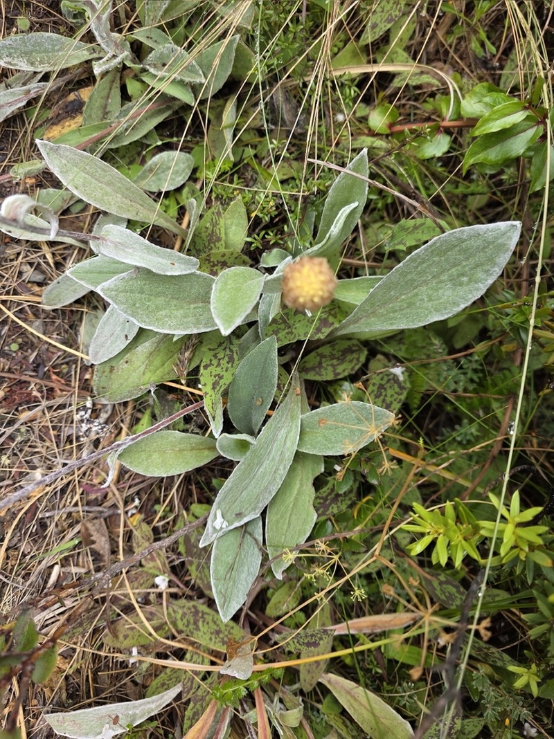 Craspedia lanata photo 5