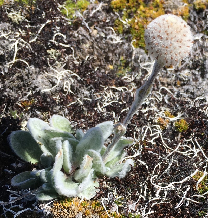 Craspedia lanata photo 6