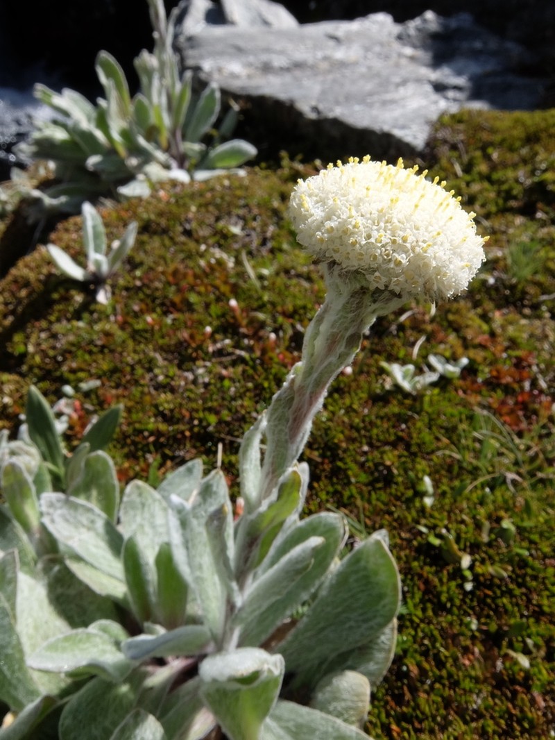 Craspedia lanata photo 8