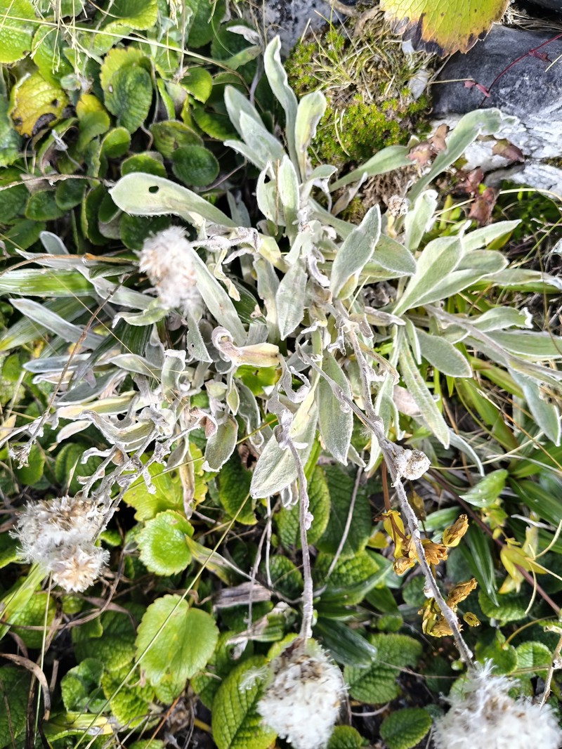 Craspedia lanata var. elongata