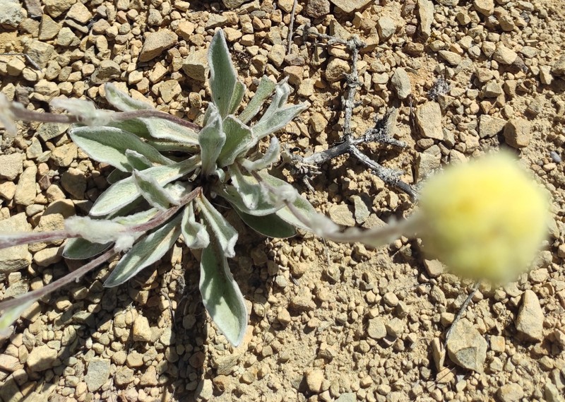 Craspedia lanata var. elongata photo 2