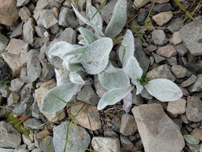 Craspedia lanata var. lanata