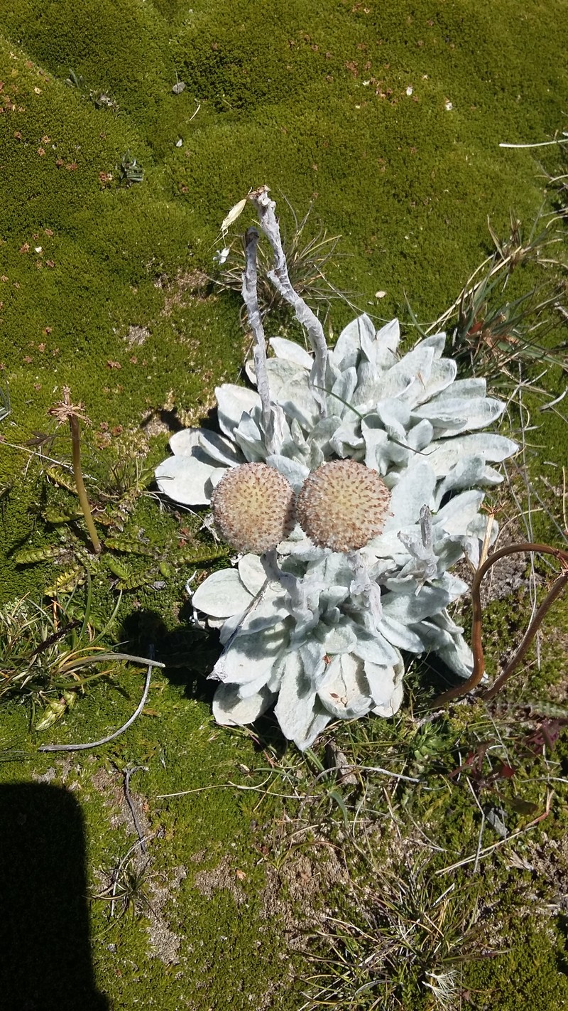 Craspedia lanata var. lanata photo 2