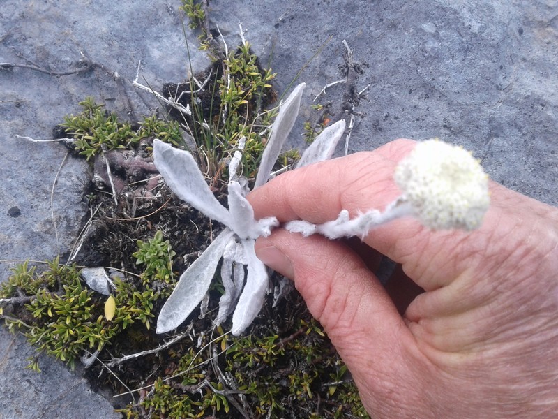 Craspedia lanata var. lanata photo 3