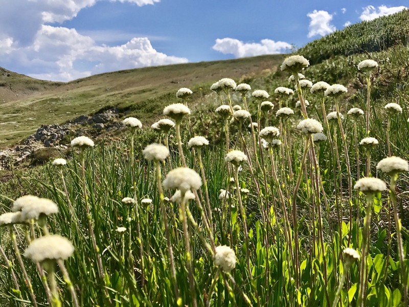 Craspedia leucantha