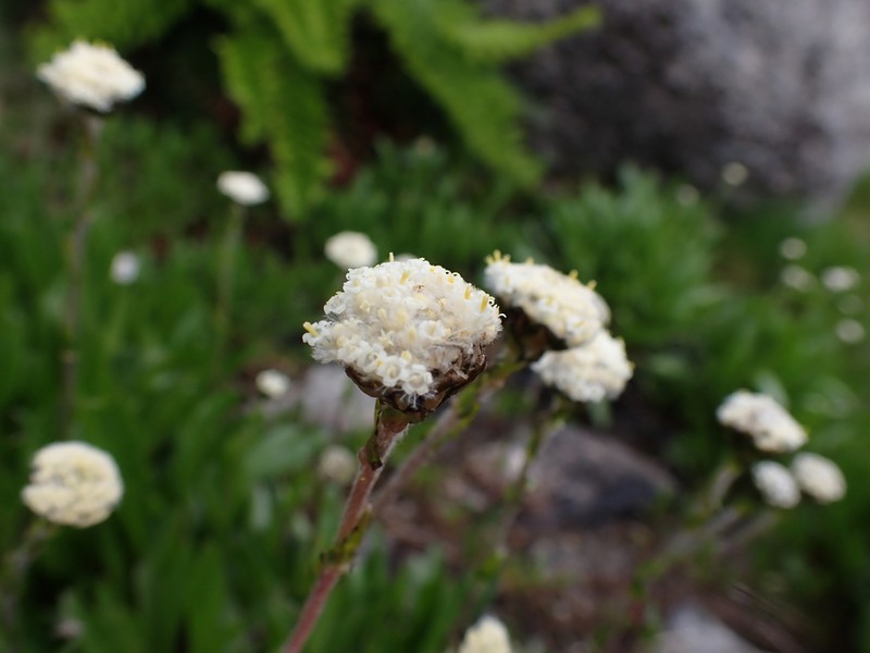 Craspedia leucantha photo 2