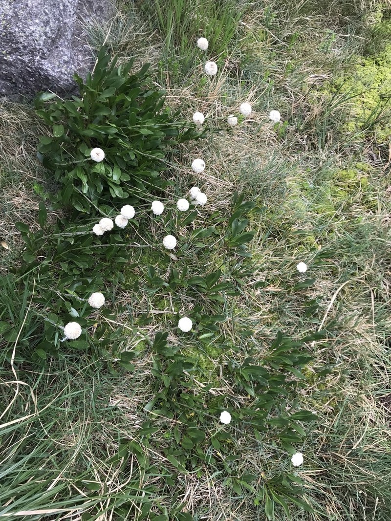 Craspedia leucantha photo 4