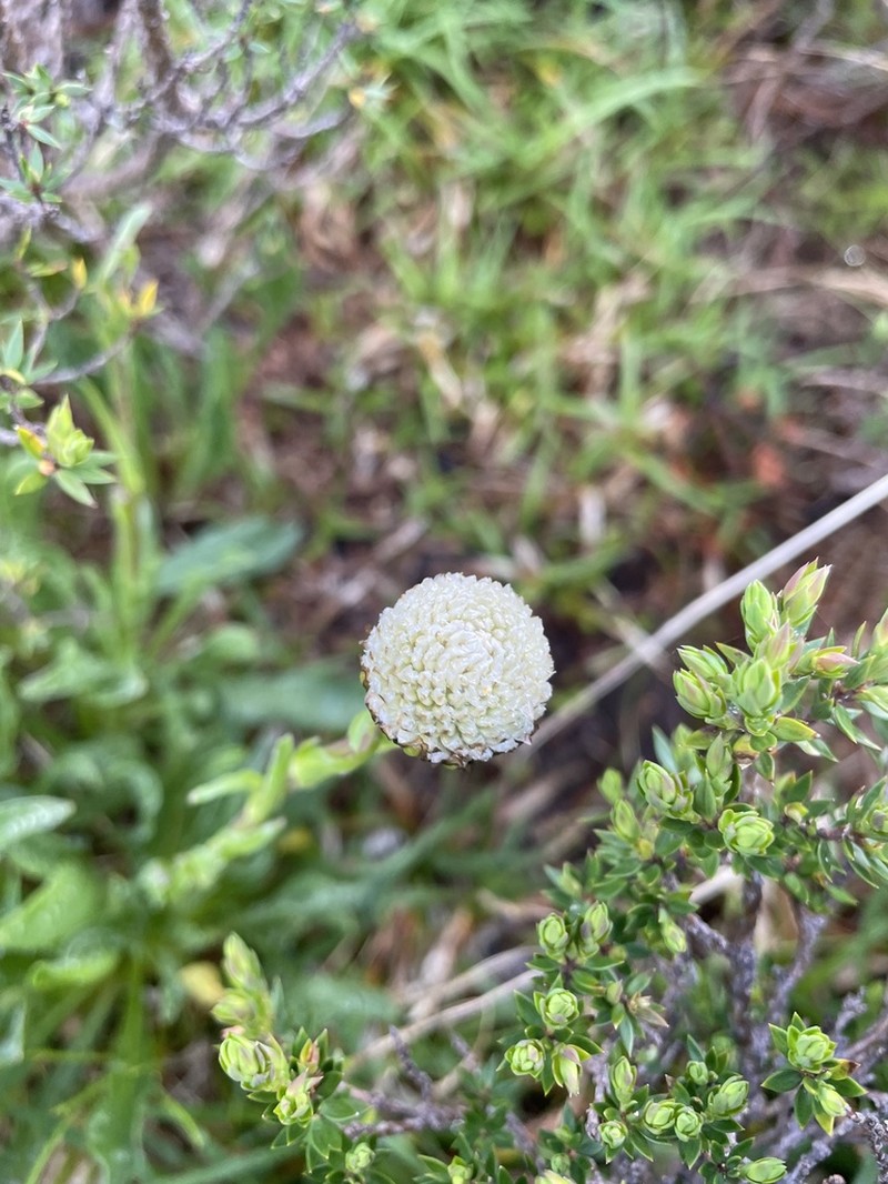 Craspedia leucantha photo 5