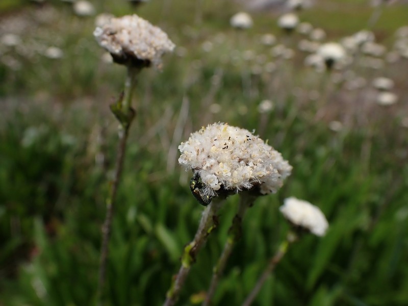 Craspedia leucantha photo 6