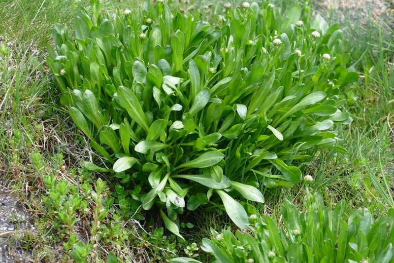 Craspedia leucantha photo 7