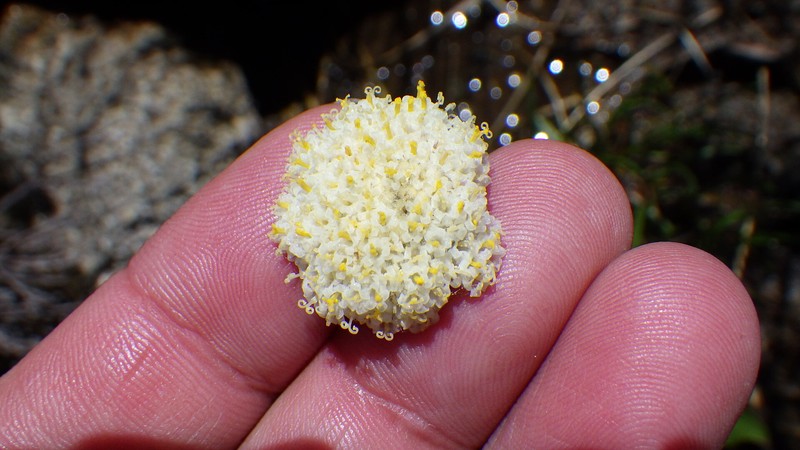 Craspedia leucantha photo 8