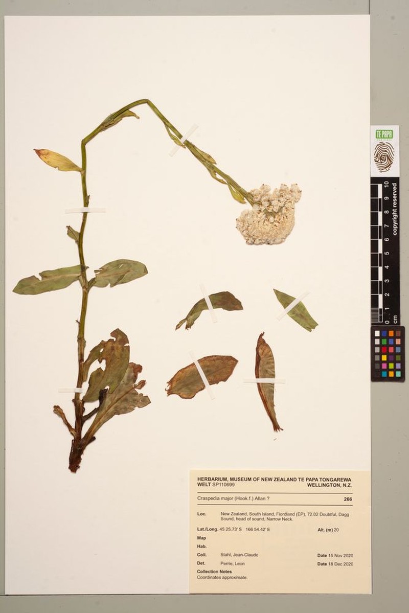 Craspedia major