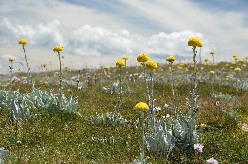 Craspedia maxgrayi