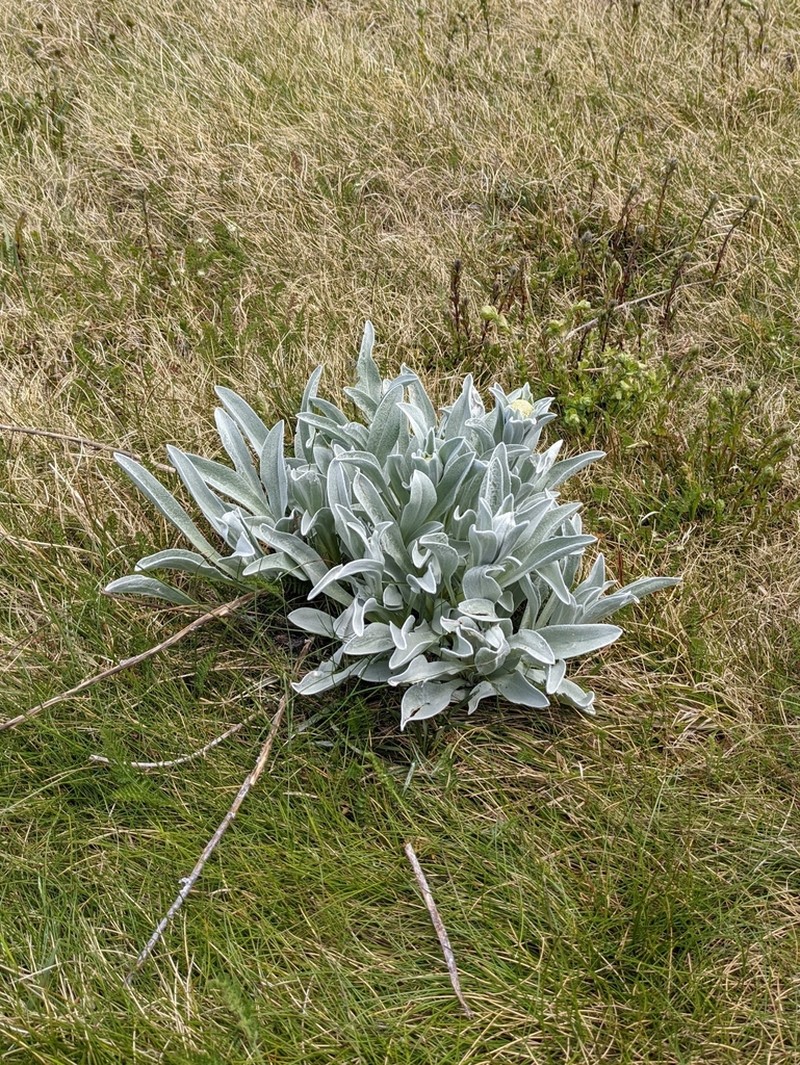 Craspedia maxgrayi photo 2