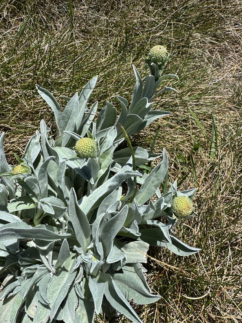 Craspedia maxgrayi photo 4