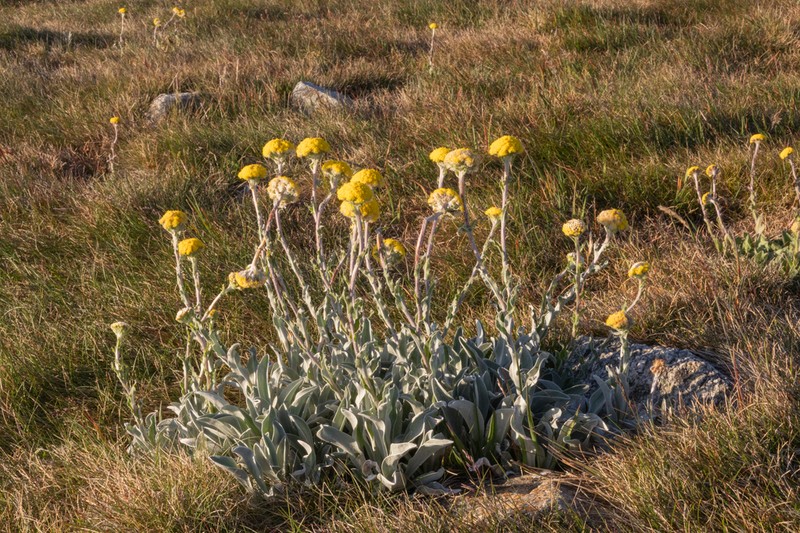 Craspedia maxgrayi photo 6