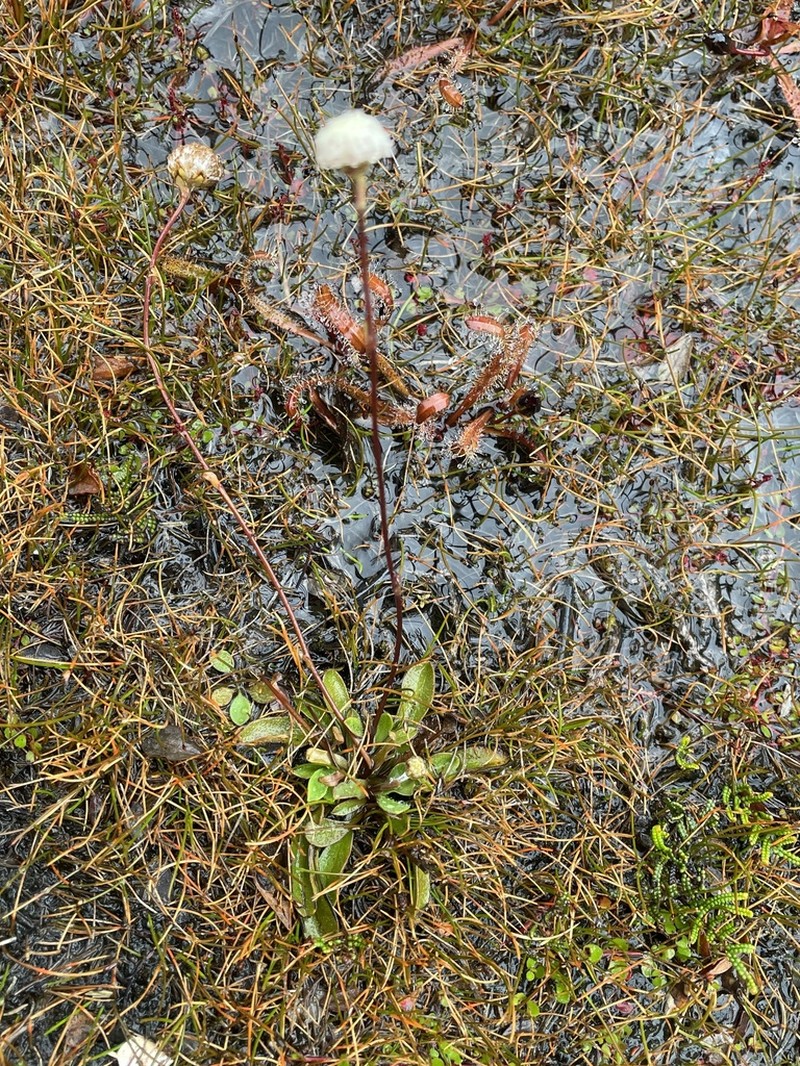 Craspedia minor