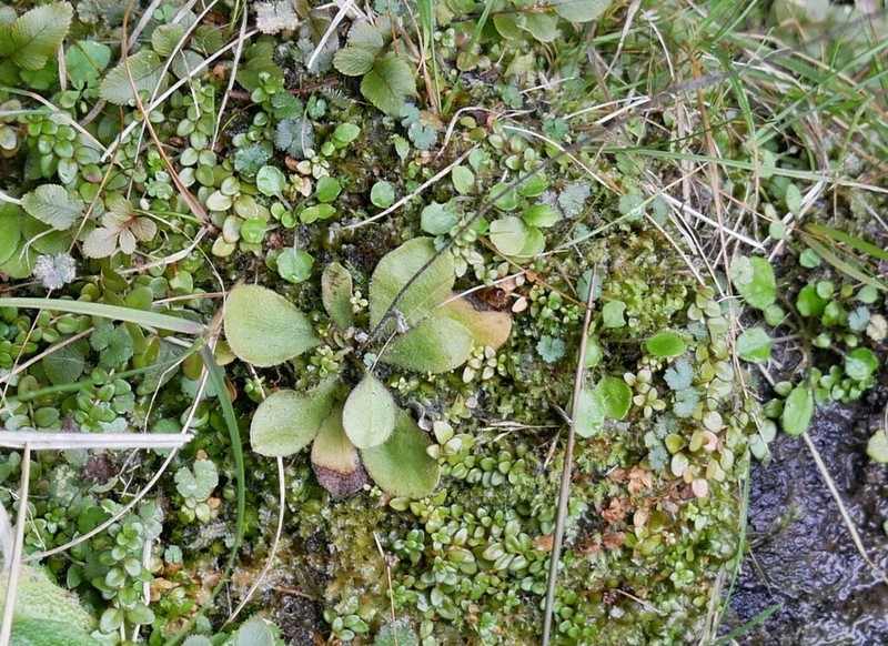 Craspedia minor photo 5
