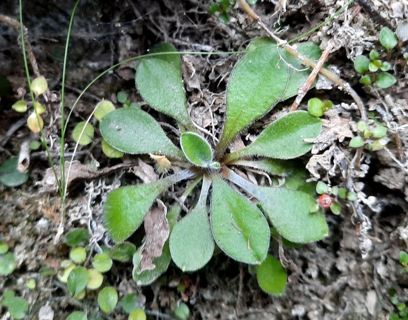 Craspedia minor photo 6
