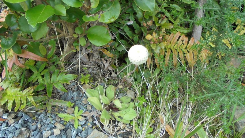 Craspedia minor photo 7